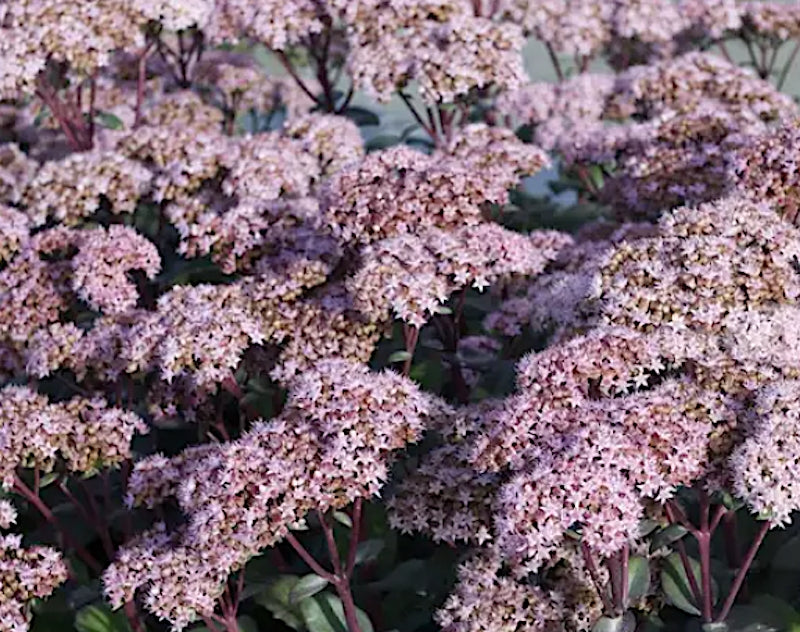 Sedum spectabile Matrona v. 9