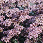 Sedum spectabile Matrona v. 9