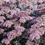 Sedum spectabile Matrona v. 9