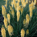 Kniphofia 'Banana Popsicle' v.9