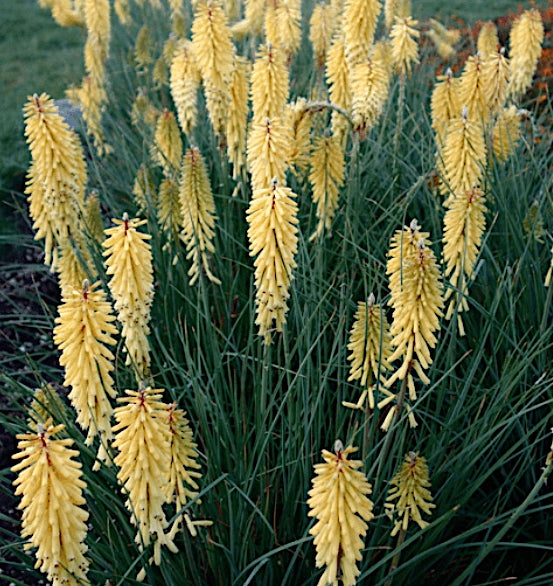 Kniphofia 'Banana Popsicle' v.9