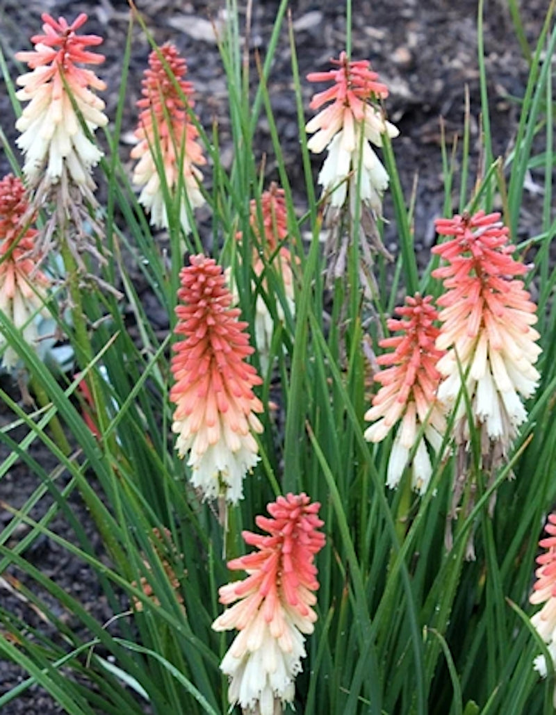 kniphofia orange vanilla popsicle
