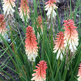 kniphofia orange vanilla popsicle