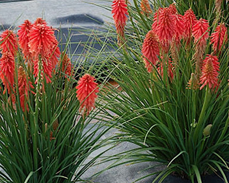 Kniphofia Poco Red