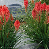 Kniphofia Poco Red