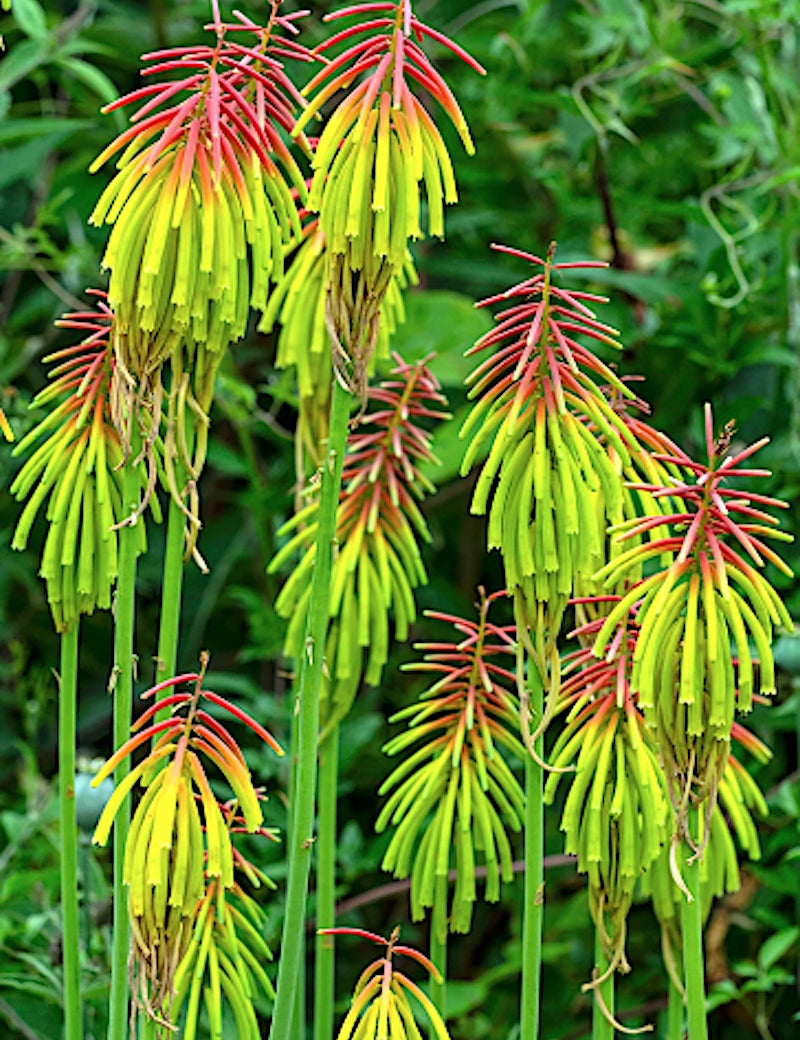 Kniphofia redhot