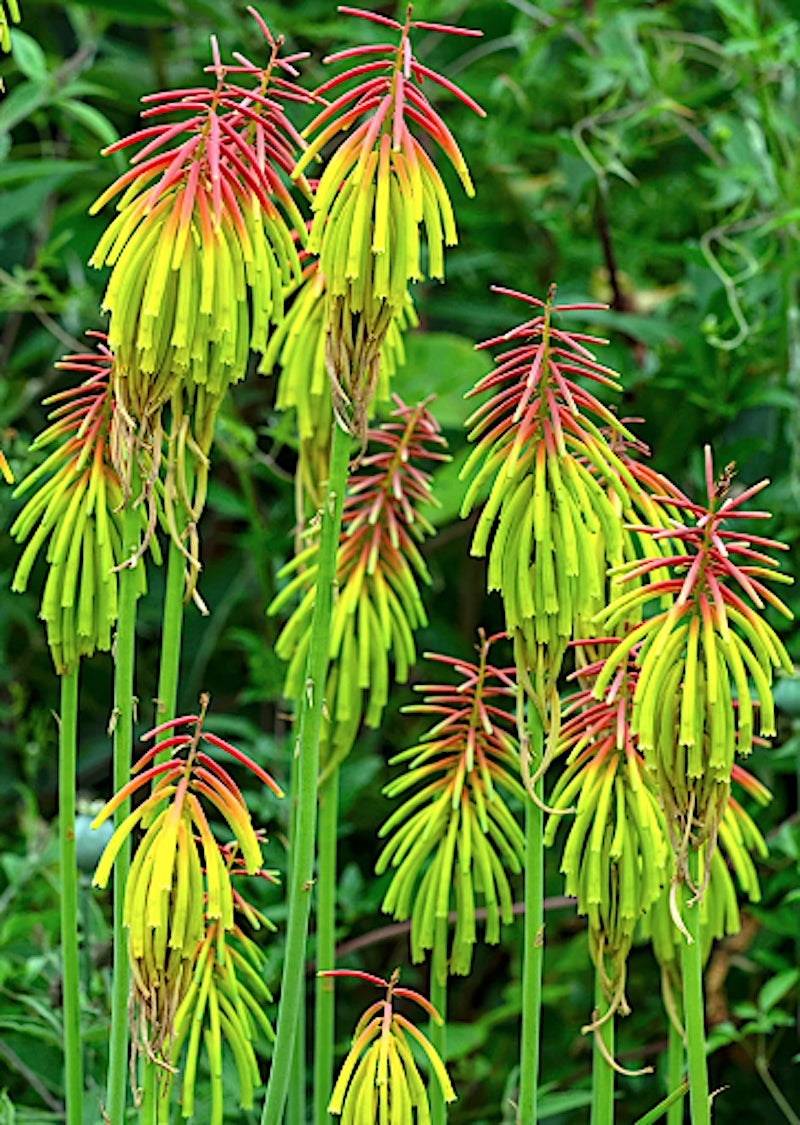 Kniphofia redhot