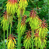 Kniphofia redhot