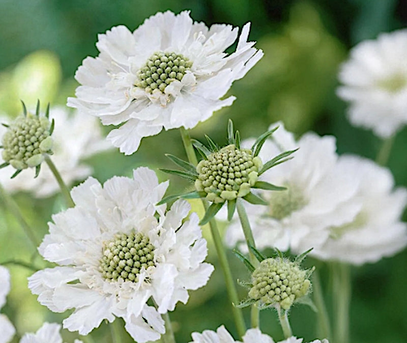 Scabiosa Caucasica alba