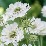 Scabiosa Caucasica alba