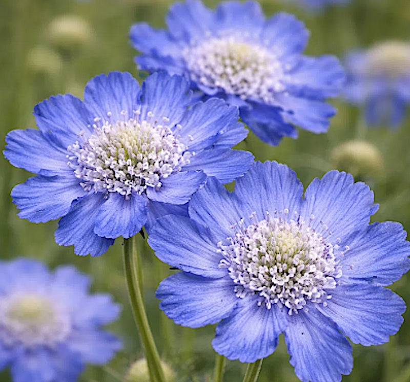 Scabiosa Caucasica perfecta