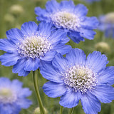 Scabiosa Caucasica perfecta