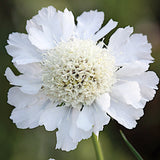 Scabiosa  Caucasica perfecta Alba