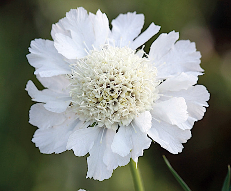 Scabiosa  Caucasica perfecta Alba