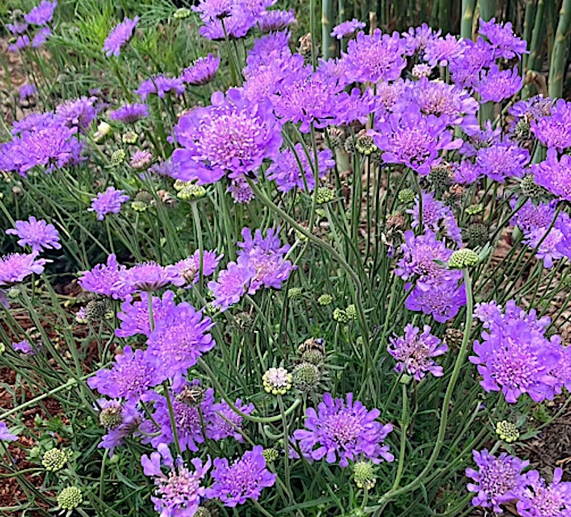 Scabiosa  Columbaria Butterfly Blue