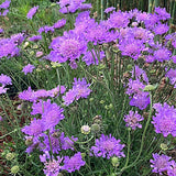 Scabiosa  Columbaria Butterfly Blue