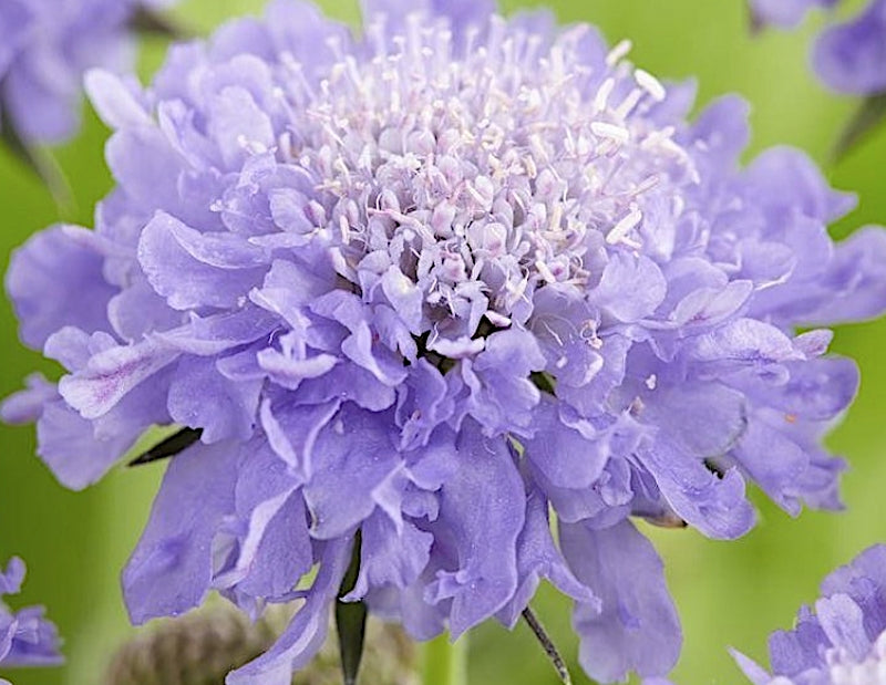 Scabiosa  Columbaria Mariposa Blue