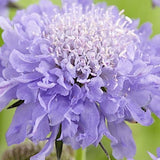 Scabiosa  Columbaria Mariposa Blue
