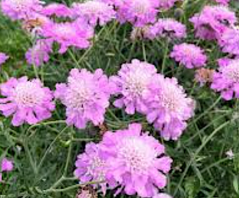 Scabiosa  Columbaria Pink Mist
