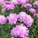 Scabiosa  Columbaria Pink Mist