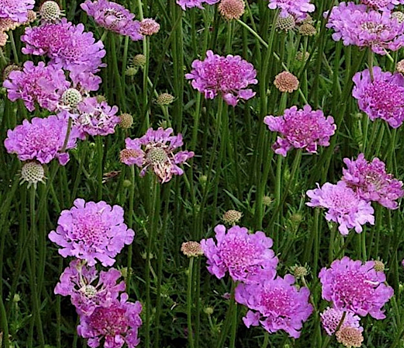 Scabiosa  Columbaria v.9