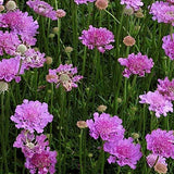 Scabiosa  Columbaria v.9