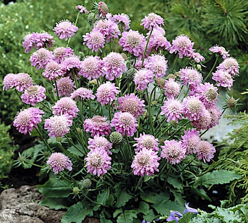 Scabiosa  Japonica alpina Pink Diamond v.9