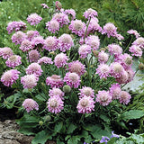 Scabiosa  Japonica alpina Pink Diamond v.9