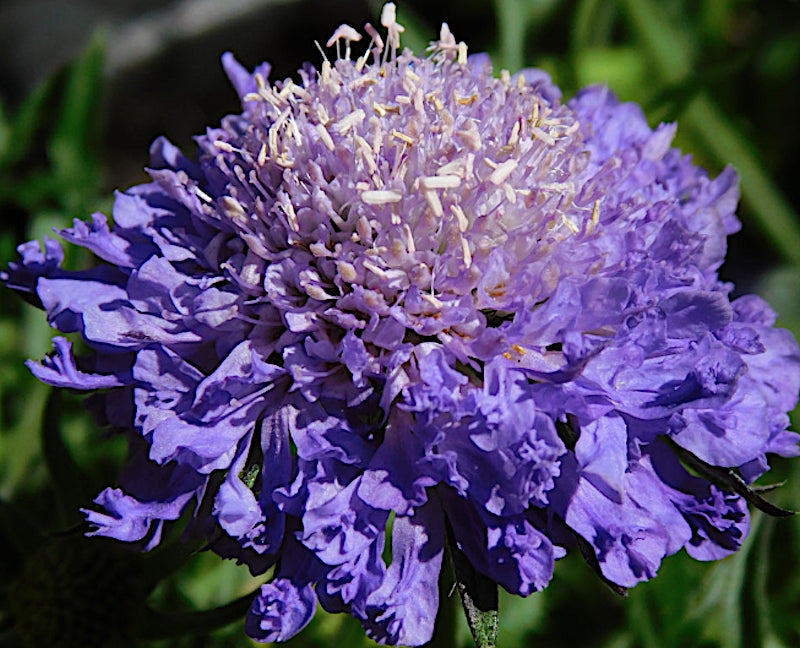 Scabiosa  Japonica Blue Note v.9