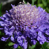 Scabiosa  Japonica Blue Note v.9