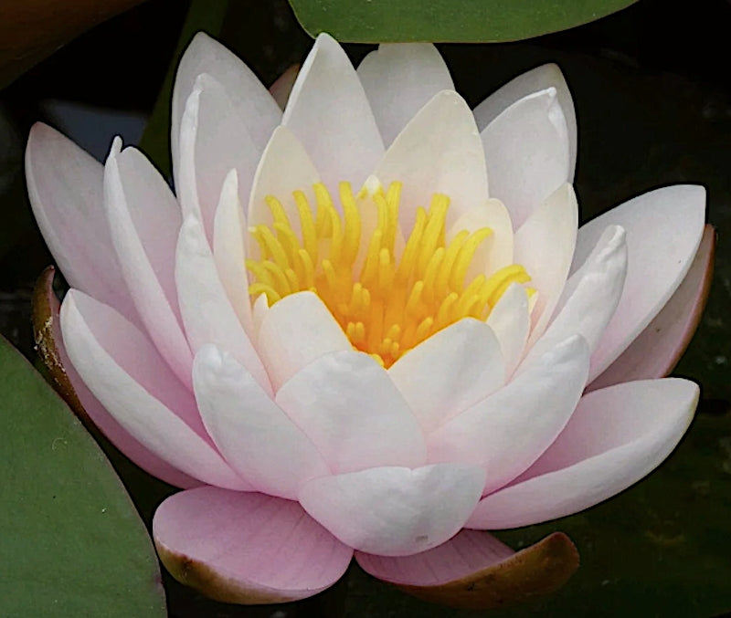 Grande ninfea  Nymphaea 'Marliacea Rosea'