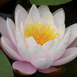 Grande ninfea  Nymphaea 'Marliacea Rosea'