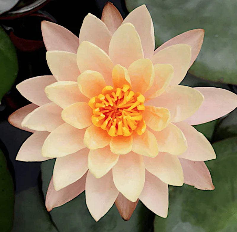 Nymphaea 'Aurora' (Profondità 30/70 cm.)