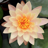 Nymphaea 'Aurora' (Profondità 30/70 cm.)