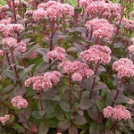 Sedum spectabile purple Emperon v. 9