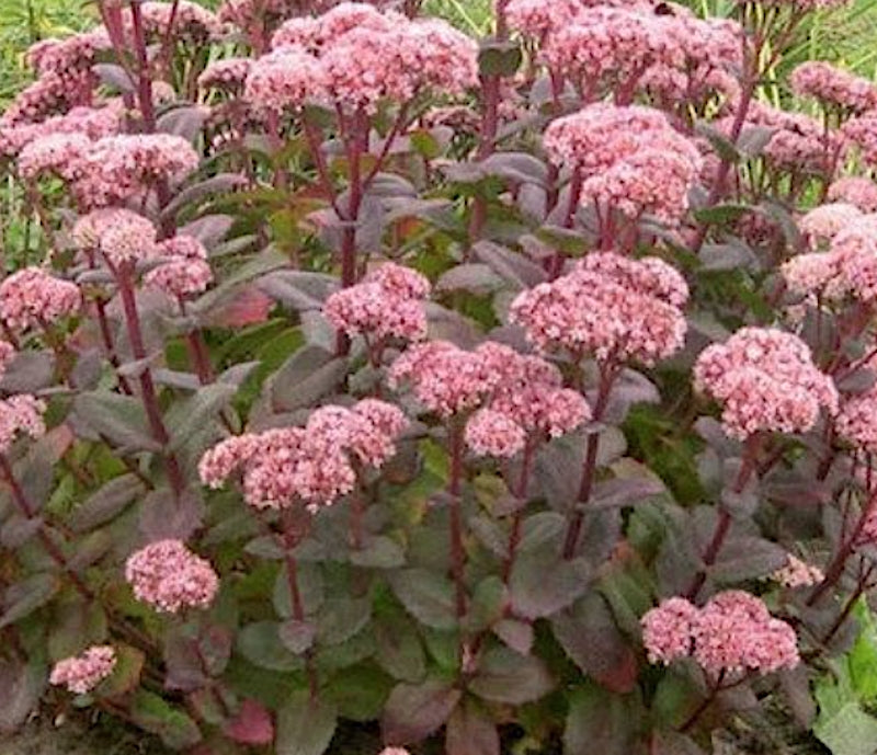 Sedum spectabile purple Emperon v. 9