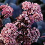 Sedum spectabile purple Emperon v. 9