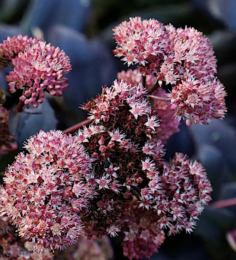 Sedum spectabile purple Emperon v. 9