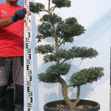 Ilex Crenata bonsai da giardino cm. 110 (costo spedizione da concordare)