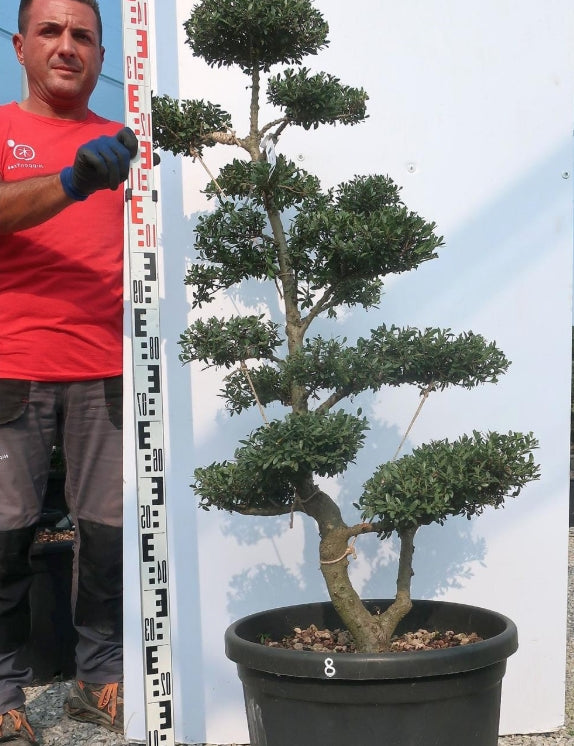Ilex Crenata bonsai da giardino cm. 110 (costo spedizione da concordare)