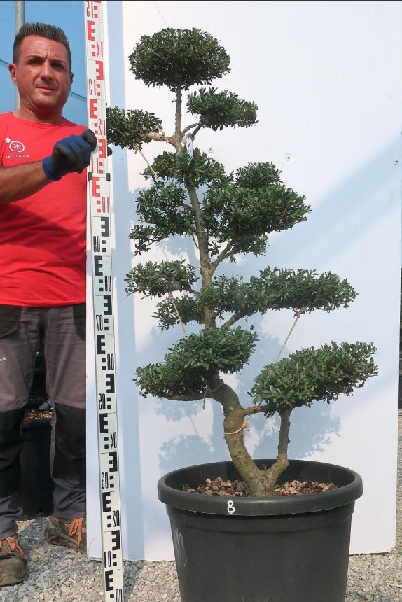 Ilex Crenata bonsai da giardino cm. 110 (costo spedizione da concordare)
