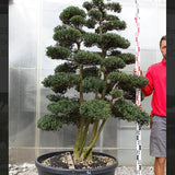Ilex Crenata bonsai da giardino cm. 170 (costi di spedizione da concordare)
