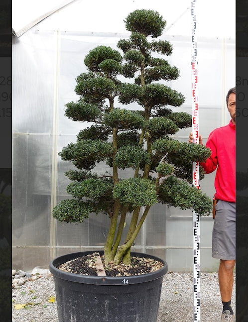 Ilex Crenata bonsai da giardino cm. 170 (costi di spedizione da concordare)