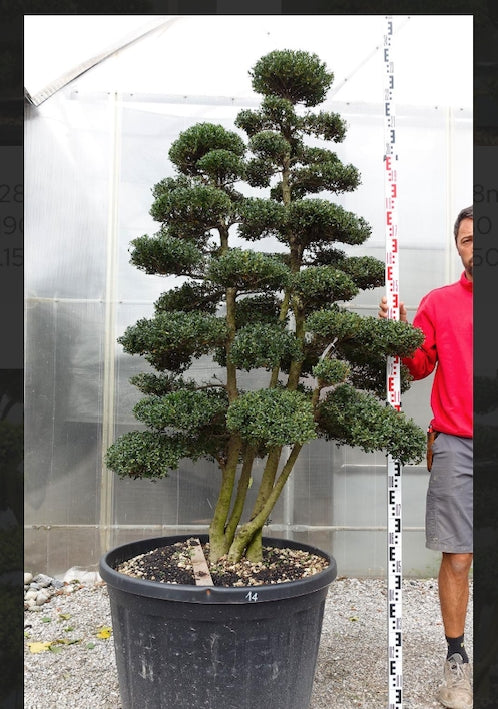 Ilex Crenata bonsai da giardino cm. 170 (costi di spedizione da concordare)
