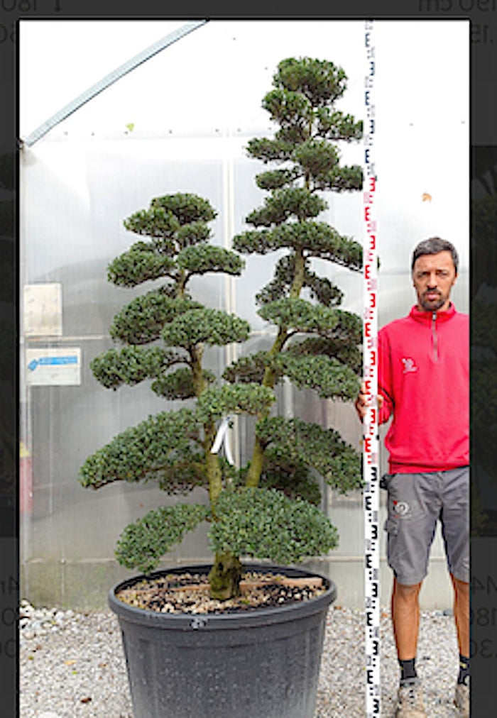 Ilex Crenata bonsai da giardino cm. 180 (costi di spedizione da concordare)