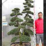 Ilex Crenata bonsai da giardino cm. 180 (costi di spedizione da concordare)