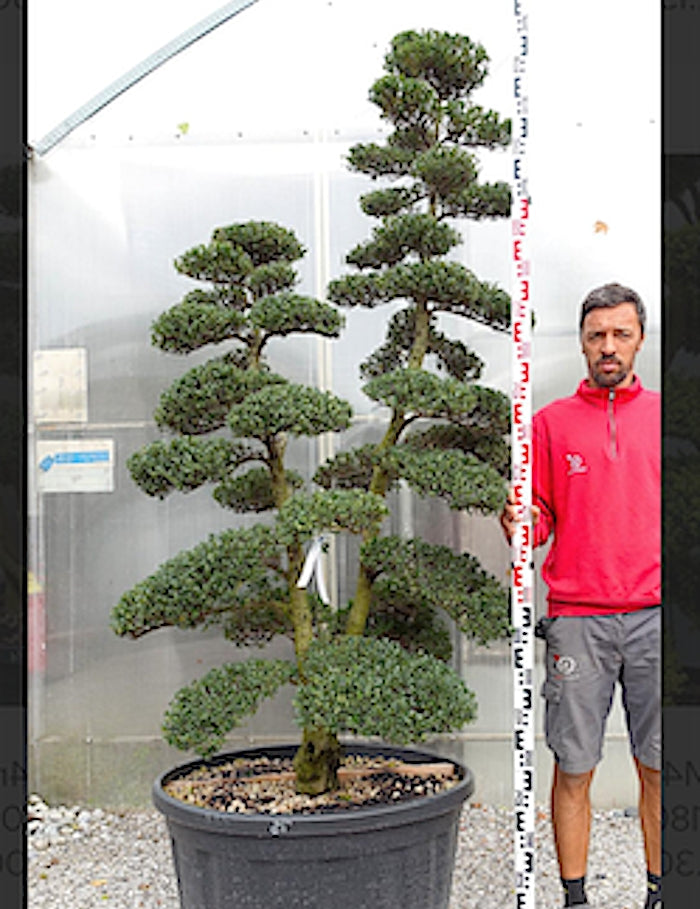 Ilex Crenata bonsai da giardino cm. 180 (costi di spedizione da concordare)