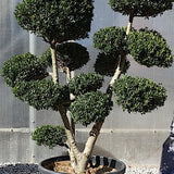 Ilex Crenata bonsai da giardino cm.90  (costi di spedizione da concordare)