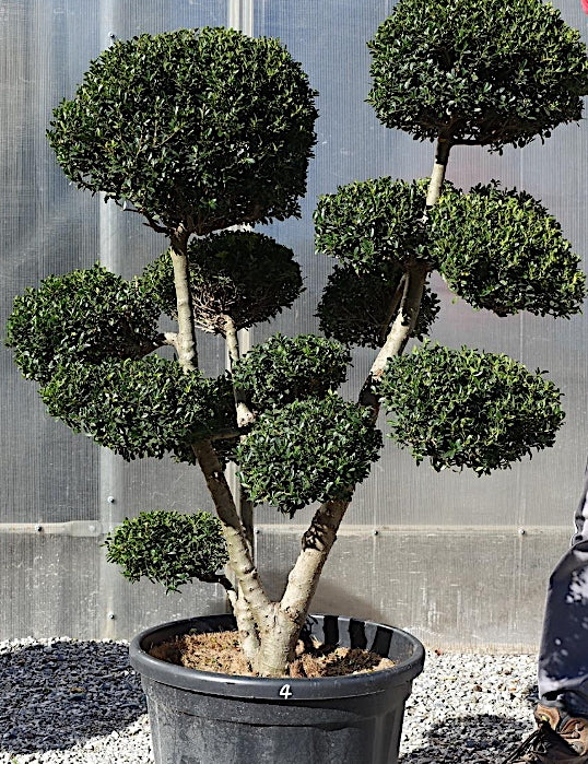 Ilex Crenata bonsai da giardino cm.90  (costi di spedizione da concordare)
