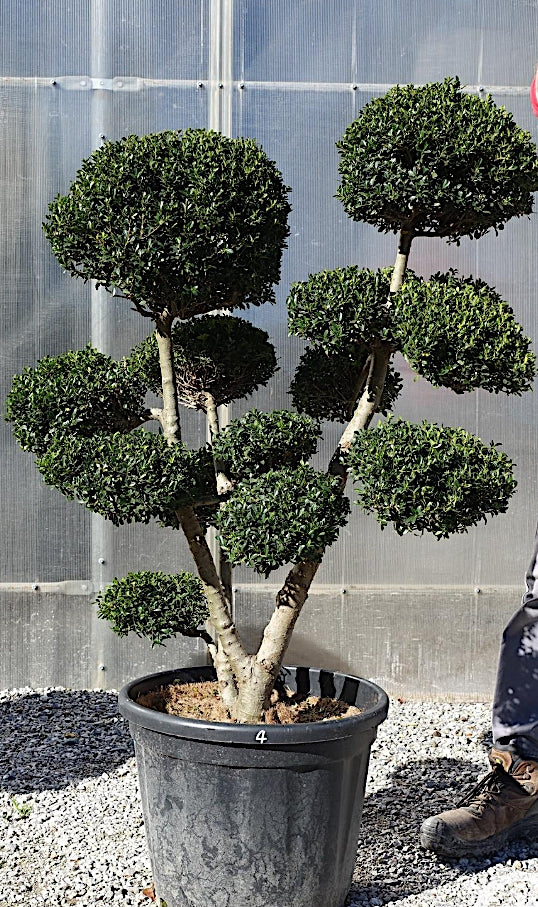Ilex Crenata bonsai da giardino cm.90  (costi di spedizione da concordare)